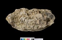 藏品(矽化安山岩)的圖片